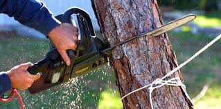 Best Fruit Tree Pruning  in Knox, IN