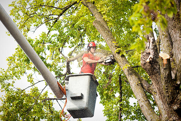 Best Storm Damage Tree Cleanup  in Knox, IN