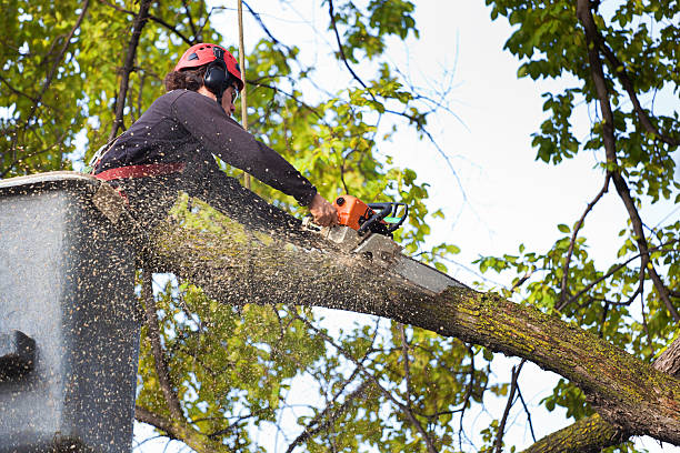Best Commercial Tree Services  in Knox, IN