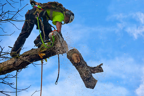 Best Arborist Consultation Services  in Knox, IN